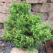 Cryptomeria japonica 'Bandai': Bild 3/3