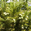 Torreya nucifera: Bild 3/3