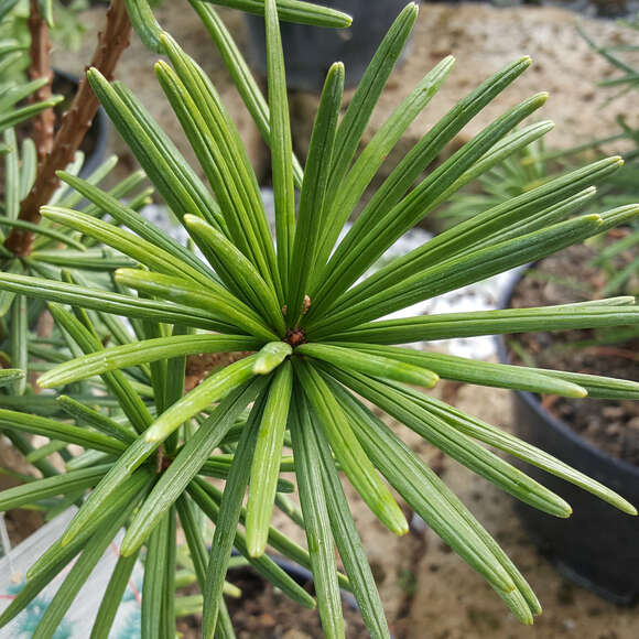 Sciadopitis verticillata 'Sternschnuppe': Bild 2/2