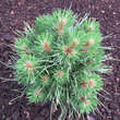 Pinus nigra 'Pygmaea': Bild 3/3