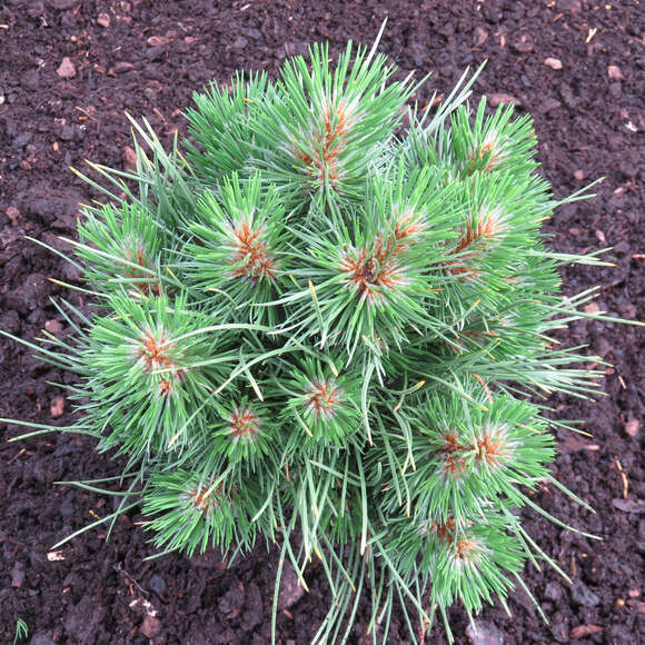 Pinus nigra 'Pygmea': Bild 3/3 Pinus nigra 'Pygmea': Bild 3/3