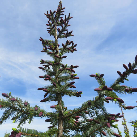 Picea abies 'Frohburg': Bild 3/3 Picea abies 'Frohburg': Bild 3/3
