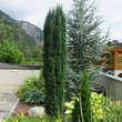 Taxus baccata 'Fastigiata': Bild 3/3