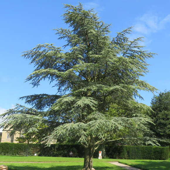 Cedrus libani 'Glauca': Bild 13/13 Cedrus libani 'Glauca': Bild 13/13
