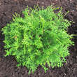 Chamaecyparis obtusa 'Pygmea': Bild 3/4