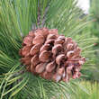 Pinus heldreichii: Bild 2/4