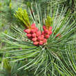 Pinus pumila 'Glauca': Bild 2/4