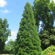 Sequoiadendron giganteum: Bild 4/7