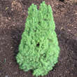 Picea glauca 'Zuckerhut': Bild 2/3