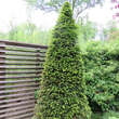 Taxus baccata Kugel: Bild 12/20