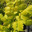 Ulmus hollandica 'Wredei': Bild 2/2