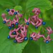 Clerodendrum trichotomum: Bild 2/3