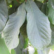 Asimina triloba 'Taytoo': Bild 2/2