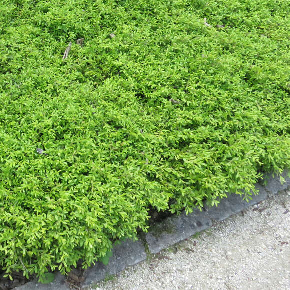 Buxus microphylla 'Herrenhausen': Bild 4/5