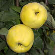 Cydonia oblonga 'Aromatnaja' ('Krymsk'): Bild 3/5