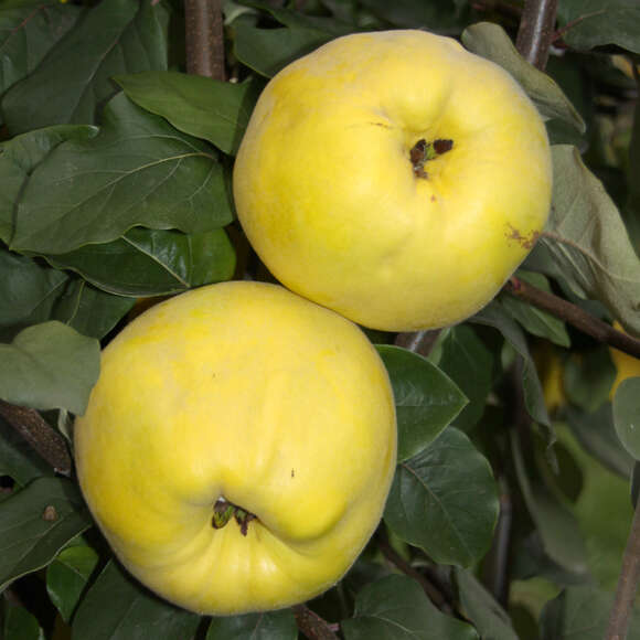 Cydonia 'Aromatnaja' ('Krymsk'): Bild 2/4 Cydonia 'Aromatnaja' ('Krymsk'): Bild 2/4
