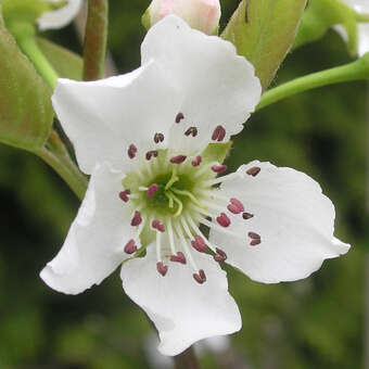 Pyrus pyrifolia 'Hayatama': Bild 2/3