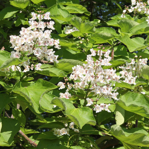 Catalpa bignonioides: Bild 3/8 Catalpa bignonioides: Bild 3/8