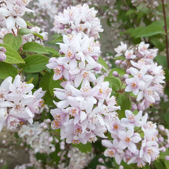 Deutzia 'Mont Rose': Bild 3/6