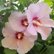 Hibiscus syriacus: Bild 2/2