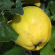 Cydonia oblonga 'Aromatnaja' ('Krymsk'): Bild 5/5
