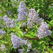 Ceanothus delilianus 'Gloire de Versailles': Bild 4/6