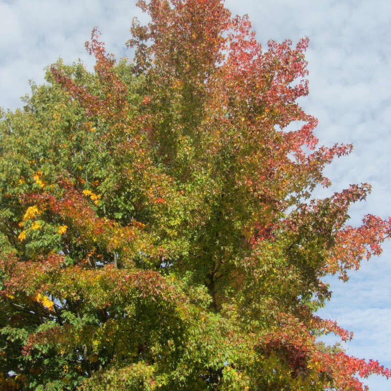 Amberbaum Liquidambar styraciflua