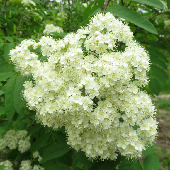 Sorbus aucuparia 'Edulis': Bild 2/6 Sorbus aucuparia 'Edulis': Bild 2/6