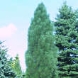 Pinus nigra 'Pyramidalis': Bild 2/3