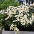 Pieris japonica 'Debutante': Bild 2/4