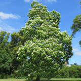 Catalpa bignonioides - Trompetenbaum