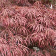 Acer palm. 'Crimson Princess' H 80+: Bild 2/4