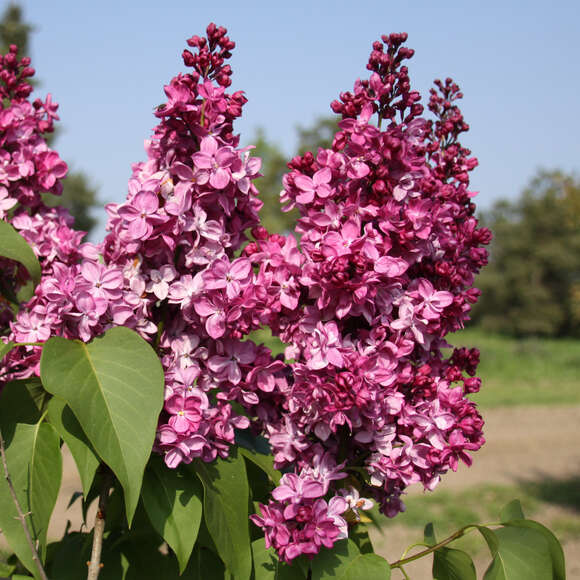 Syringa vulgaris 'Charles Joly': Bild 4/6
