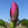 Magnolia 'Black Tulip': Bild 5/6