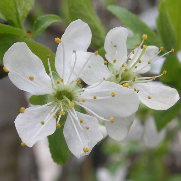Prunus dom. 'Bellamira': Bild 2/3 Prunus dom. 'Bellamira': Bild 2/3