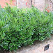 Prunus laurocerasus 'Otto Luyken': Bild 9/9