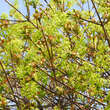 Acer platanoides 'Globosum': Bild 2/8