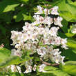 Catalpa bignonioides: Bild 3/7