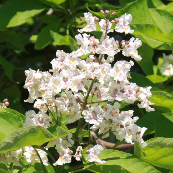 Catalpa bignonioides: Bild 2/8 Catalpa bignonioides: Bild 2/8
