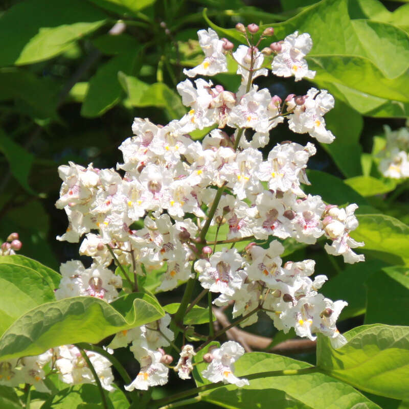 Trompetenbaum Catalpa bignonioides weiß