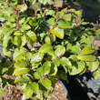 Fagus sylvatica 'Asterix': Bild 3/3