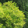 Sambucus racemosa 'Plumosa Aurea': Bild 2/2