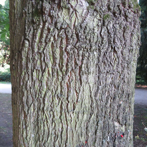 Quercus rubra: Bild 5/8