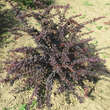 Berberis thunbergii 'Atropurpurea': Bild 3/4
