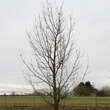Quercus macranthera: Bild 4/5