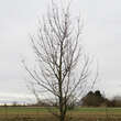 Quercus macranthera: Bild 4/5