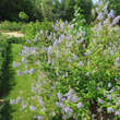 Ceanothus d. 'Gloire de Versailles': Bild 6/6