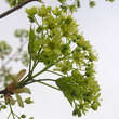 Acer 'Pacific Sunset': Bild 2/10