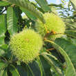 Castanea sativa 'Ecker 1': Bild 9/10