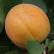Prunus armeniaca 'Aprikose von Nancy': Bild 2/2